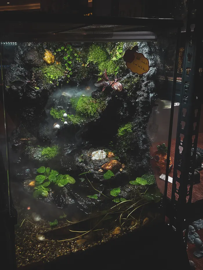 A densely planted aquarium lit from above, driftwood and moss filling the tank
